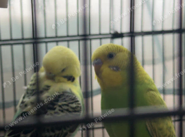 2 budgies,