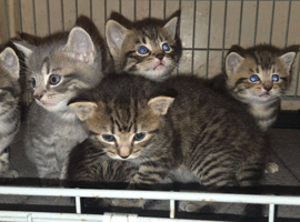 Kittens