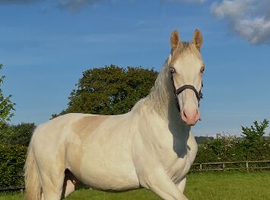 Amber champagne tobiano  Colt