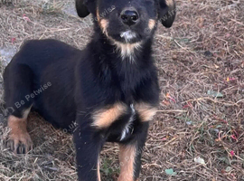 Border collie x huntaway pups