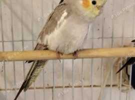 Cinnamon Cockatiel