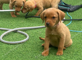 KC registered red Labradors