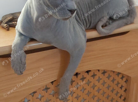 Sphynx Female