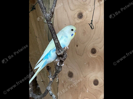 Young budgies for sale