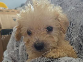 Toy labradoodle puppies