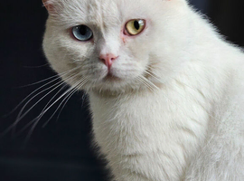 Beautiful Pure British Shorthair WHITE Odd Eyes Male