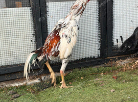 Shamo cock for sale