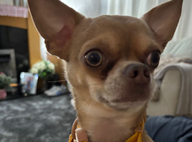 Female chihuahua wanted!!