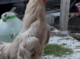 shamo for sale in Birmingham