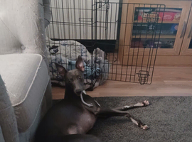 KC registered 1 year old boy whippet