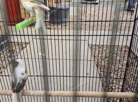 Pair of canaries