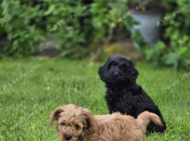 Adorable Cockapoo Puppies &ndash; 1 Boy & 1 Girl