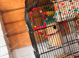 Male & Female Lovebirds + Full Setup
