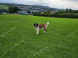 2 year old St bernard