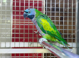 Derbyan parrot