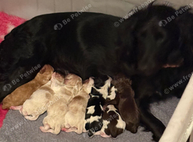 Cocker spaniel puppies