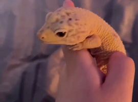 leapard gecko and setup