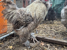 Silkie Cockere