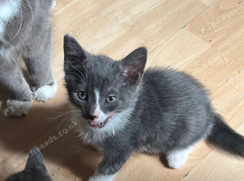 Cute Russian Blues for sale