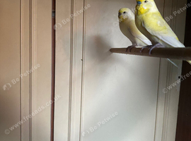 Lovely male budgies