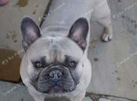 Pedigree French Bulldog
