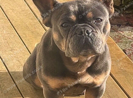 Beautiful female French bulldog