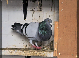 1 Males Spanish pouter pigeons for sale in Rotherham in Sheffield