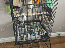 2 x cockateils with 2 cages make and female