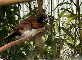 Chestnut Breasted Manikins For Sale