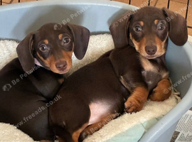 Beautiful Miniature Dachshund Boy