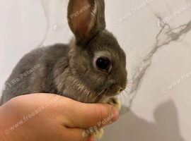 Netherland dwarf baby&rsquo;s