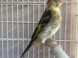 Unsexed goldfinch mule