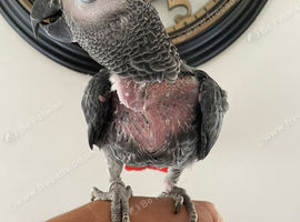 Tame African grey parrot