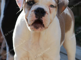 Dorset olde tyme bulldog