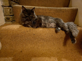 Male ragdoll cross