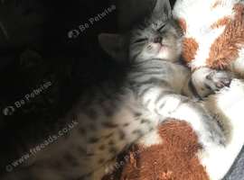 Persian/ kitten ready now