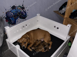 Staffordshier bull terrier pups