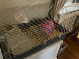 guinea pig cage for sale