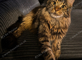 Male Maine coon