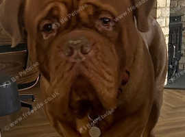 Beautiful Large breed Dogue de Bordeaux for stud