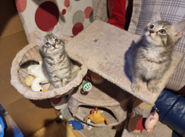 Fur balls