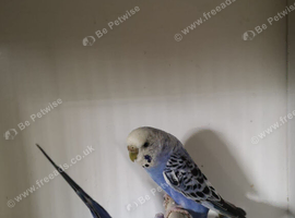 Breeding Pair&rsquo;s of budgies