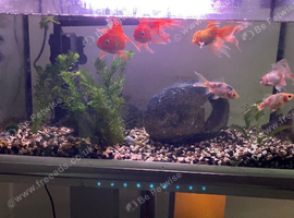 Fancy gold  fish