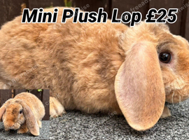 Young Mini Plysh Lops available. Hypoallergenic fur.