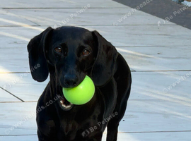 Beautiful jet black little girl