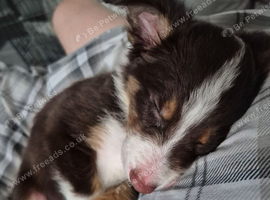 Tri coloured border collie