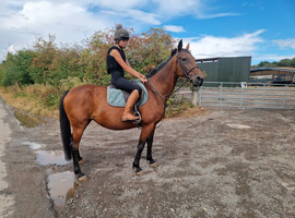 Quiet mare