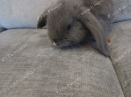 Bunnies