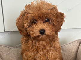 Cavapoo Puppies