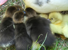 Pure Bred Muscovy Duck with Ducklings